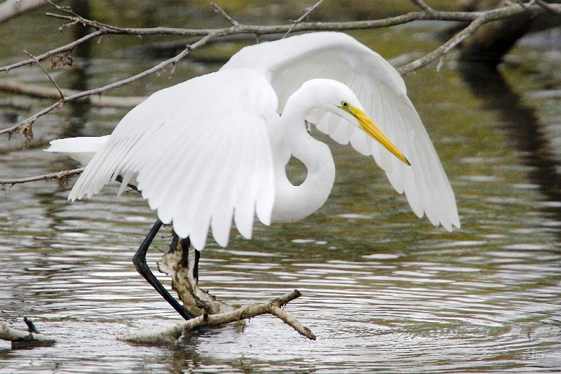 IQ2D1136 - Version 3 - Version 2